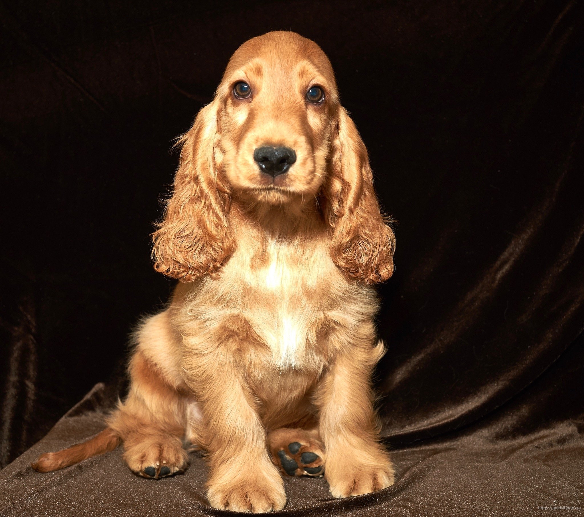 Choice Of English Cocker Spaniel Puppy English Cocker Spaniel From Russia Kennel Gold Ribbon