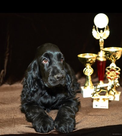 Choice of english cocker spaniel puppy