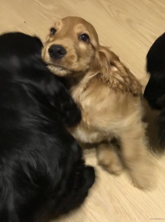 Choice of english cocker spaniel puppy