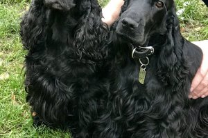 English Cocker Spaniel Pros and Cons of the breed
